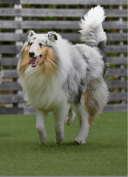 Artificial turf in an outdoor pet-friendly setting
